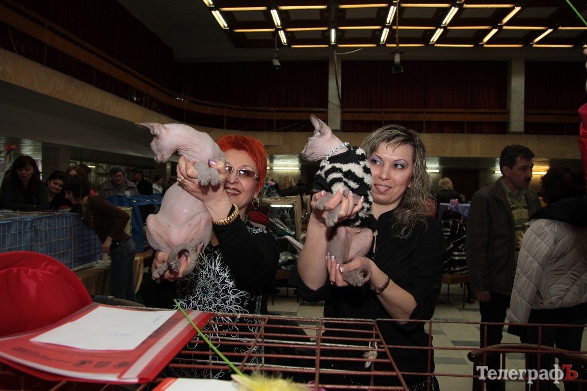 Какие котятки у нас в Кременчуге!!!(ФОТО) Какие котятки у нас в Кременчуге!!!(ФОТО)