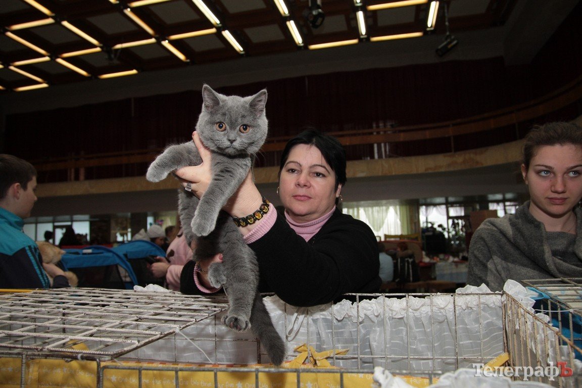 Какие котятки у нас в Кременчуге!!!(ФОТО) Какие котятки у нас в Кременчуге!!!(ФОТО)