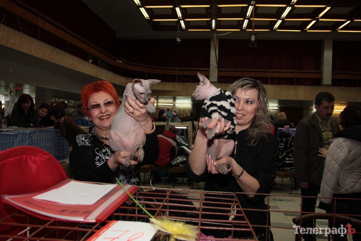 Какие котятки у нас в Кременчуге!!!(ФОТО) Какие котятки у нас в Кременчуге!!!(ФОТО)