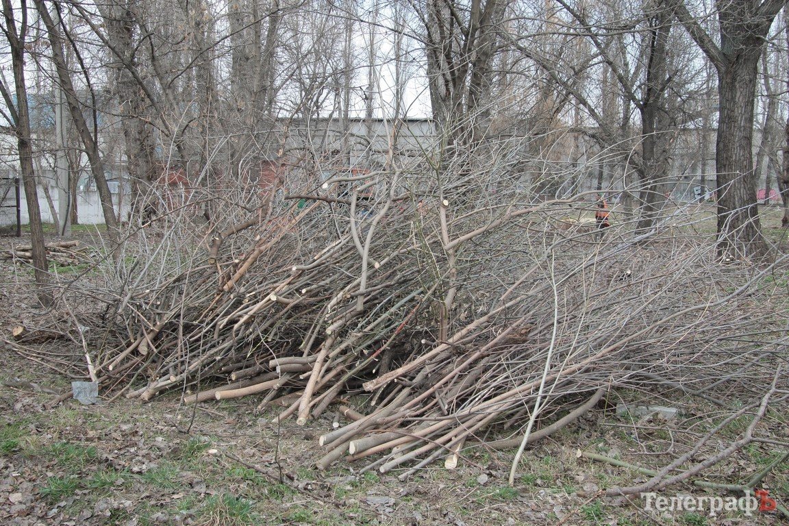 В парке МЮДа в Кременчуге высадят 100 берез В парке МЮДа в Кременчуге высадят 100 берез