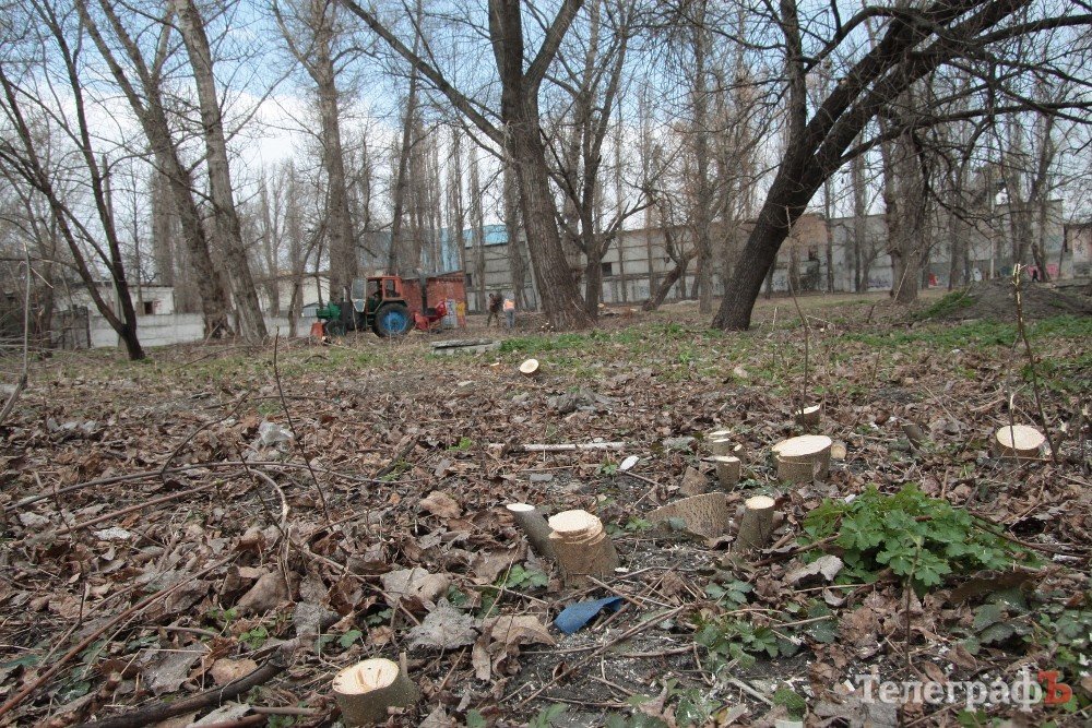 В парке МЮДа в Кременчуге высадят 100 берез В парке МЮДа в Кременчуге высадят 100 берез