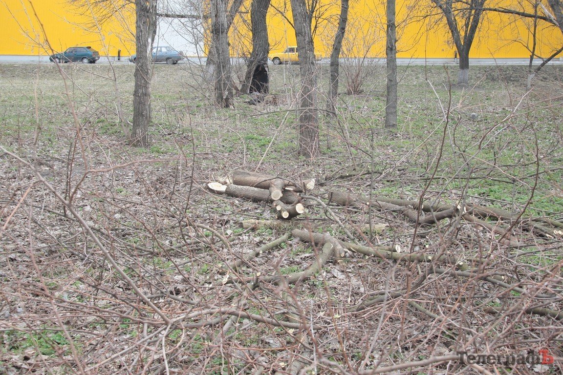 В парке МЮДа в Кременчуге высадят 100 берез В парке МЮДа в Кременчуге высадят 100 берез
