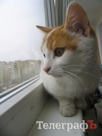 Киса – спасенная узница вентиляционной шахты Киса – спасенная узница вентиляционной шахты