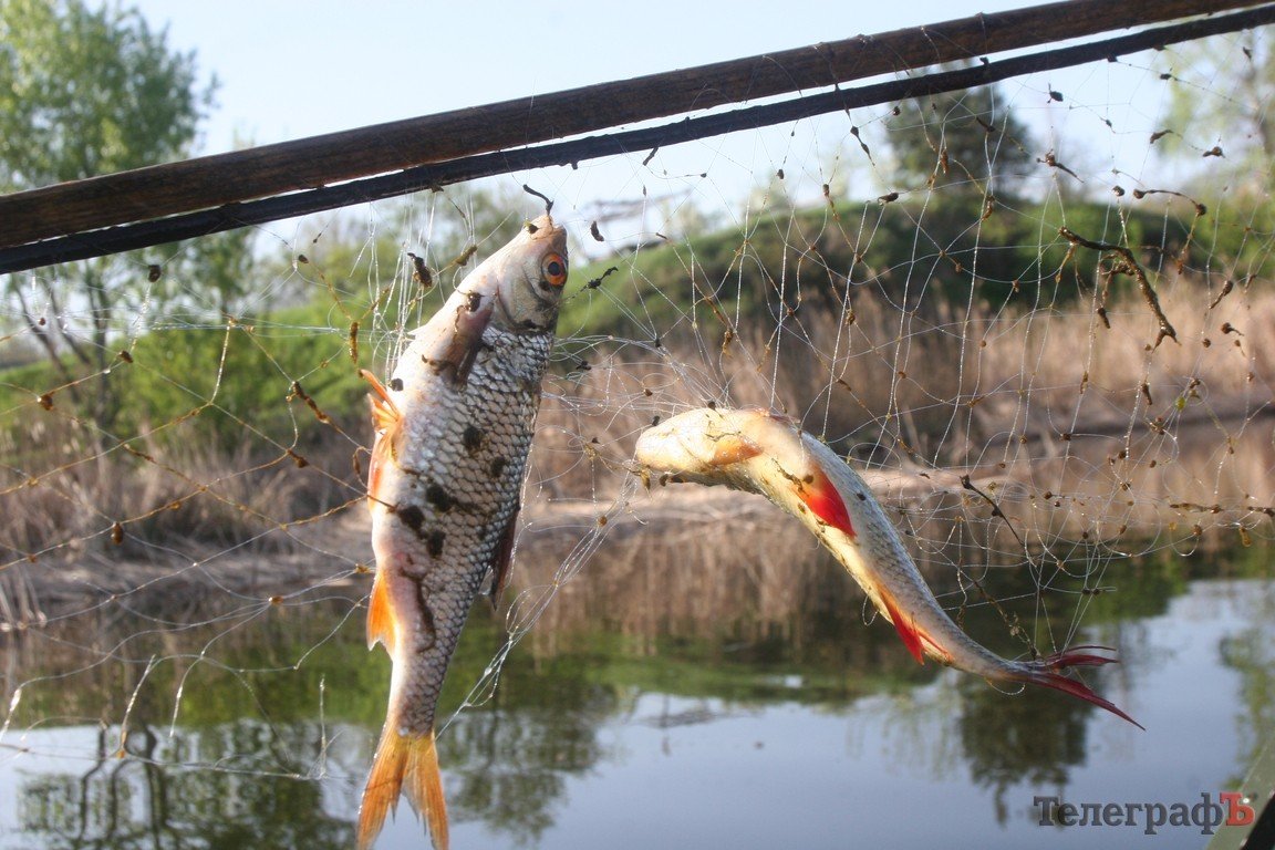 Как репортер "Кременчугского Телеграфа" с водной милицией за «браканами» гонялся Как репортер "Кременчугского Телеграфа" с водной милицией за «браканами» гонялся