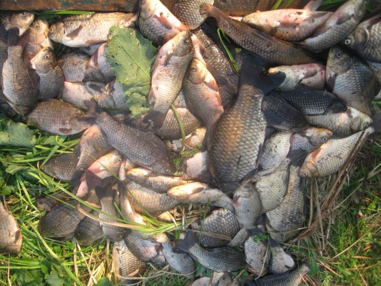 Под Кременчугом поймали браконьера с электроудочкой (ФОТО) Под Кременчугом поймали браконьера с электроудочкой (ФОТО)