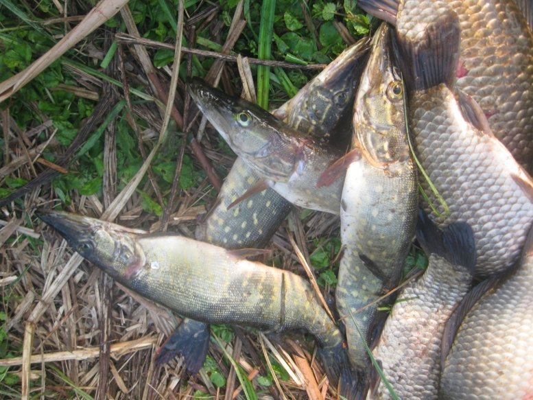 Под Кременчугом поймали браконьера с электроудочкой (ФОТО) Под Кременчугом поймали браконьера с электроудочкой (ФОТО)