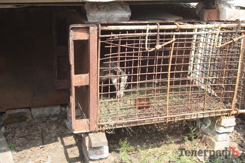 Кременчугские лесники вытащили из капкана барсука (ФОТО) Кременчугские лесники вытащили из капкана барсука (ФОТО)