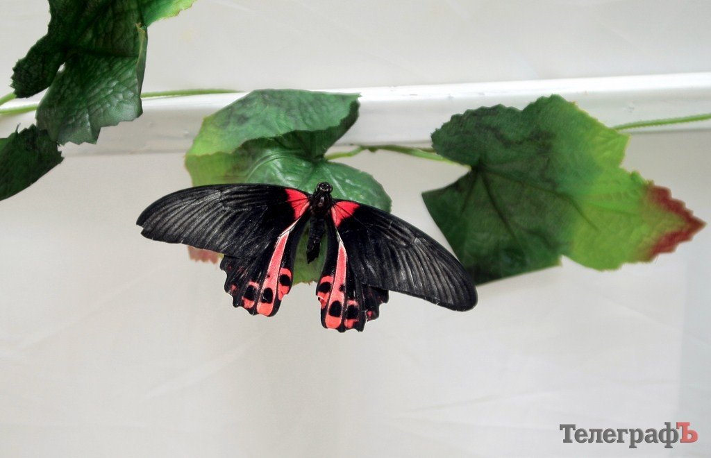 В Кременчуге открылась выставка тропических бабочек (ФОТО, ВИДЕО) В Кременчуге открылась выставка тропических бабочек (ФОТО, ВИДЕО)