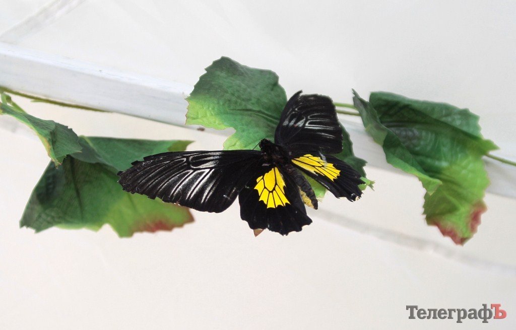 В Кременчуге открылась выставка тропических бабочек (ФОТО, ВИДЕО) В Кременчуге открылась выставка тропических бабочек (ФОТО, ВИДЕО)