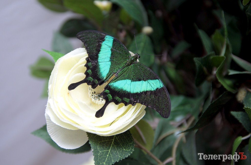 В Кременчуге открылась выставка тропических бабочек (ФОТО, ВИДЕО) В Кременчуге открылась выставка тропических бабочек (ФОТО, ВИДЕО)