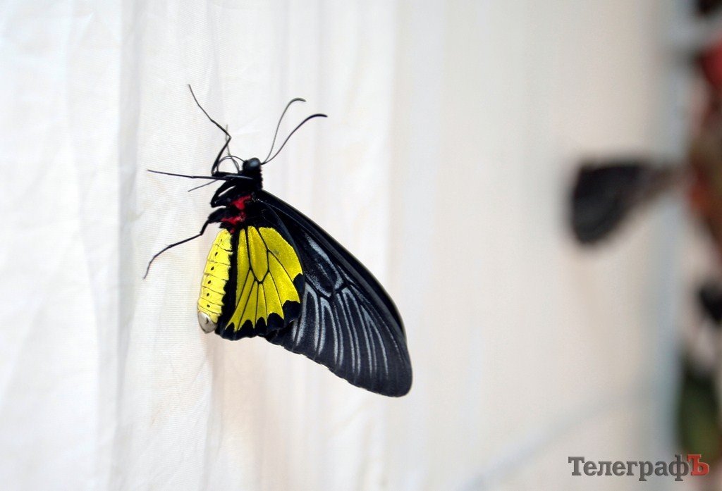 В Кременчуге открылась выставка тропических бабочек (ФОТО, ВИДЕО) В Кременчуге открылась выставка тропических бабочек (ФОТО, ВИДЕО)
