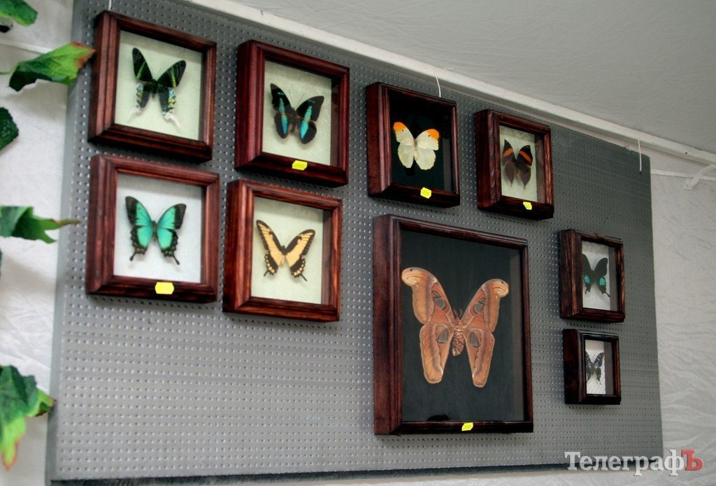 В Кременчуге открылась выставка тропических бабочек (ФОТО, ВИДЕО) В Кременчуге открылась выставка тропических бабочек (ФОТО, ВИДЕО)