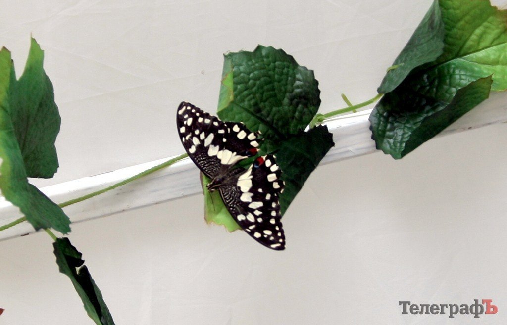 В Кременчуге открылась выставка тропических бабочек (ФОТО, ВИДЕО) В Кременчуге открылась выставка тропических бабочек (ФОТО, ВИДЕО)
