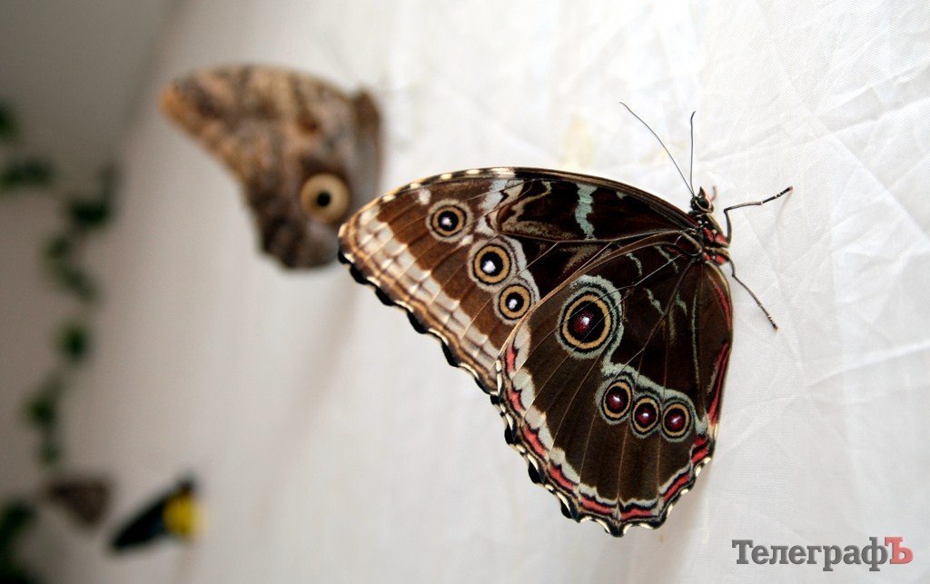 В Кременчуге открылась выставка тропических бабочек (ФОТО, ВИДЕО) В Кременчуге открылась выставка тропических бабочек (ФОТО, ВИДЕО)