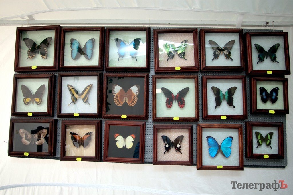 В Кременчуге открылась выставка тропических бабочек (ФОТО, ВИДЕО) В Кременчуге открылась выставка тропических бабочек (ФОТО, ВИДЕО)
