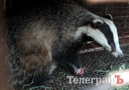 Кременчугские лесники отпустили барсука-инвалида в природу Кременчугские лесники отпустили барсука-инвалида в природу