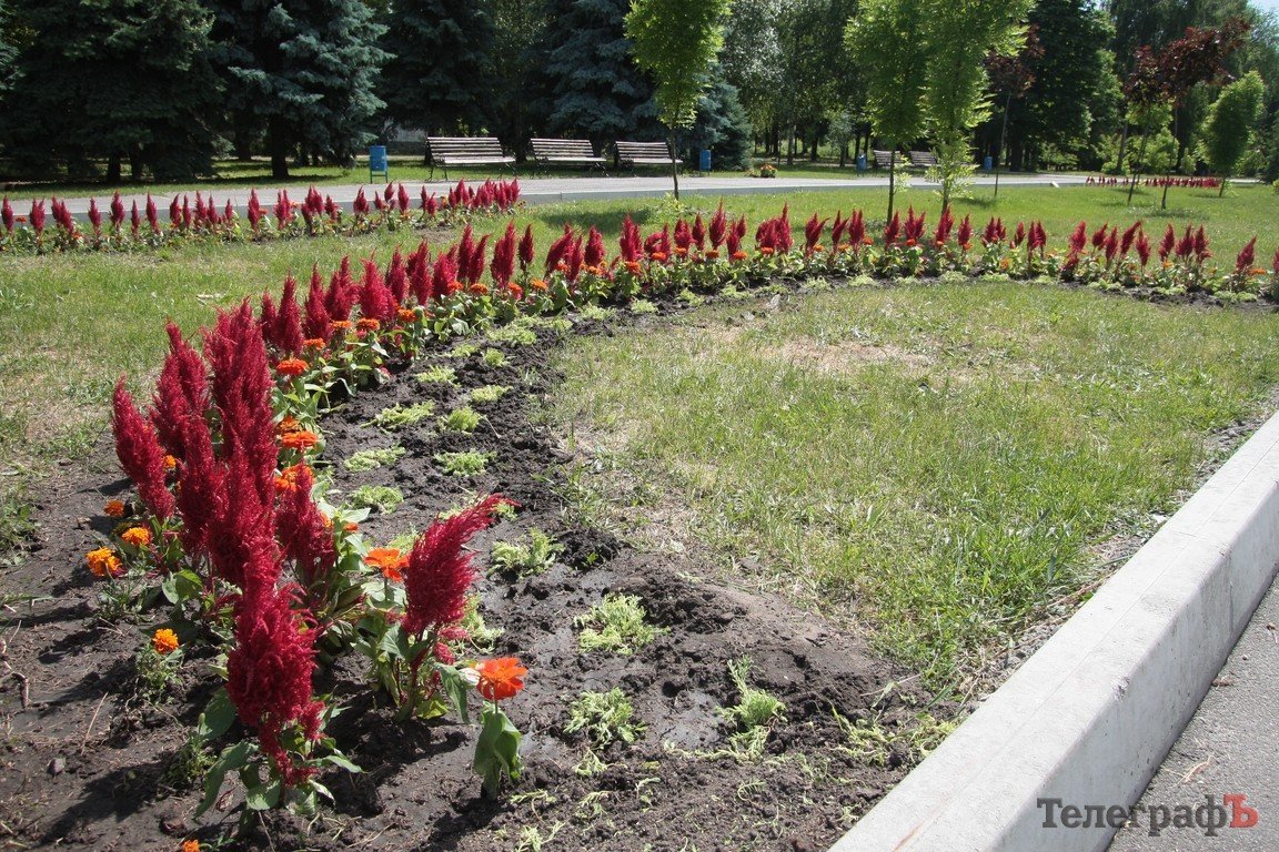 В Кременчуге пройдет конкурс клумб (ФОТО) В Кременчуге пройдет конкурс клумб (ФОТО)
