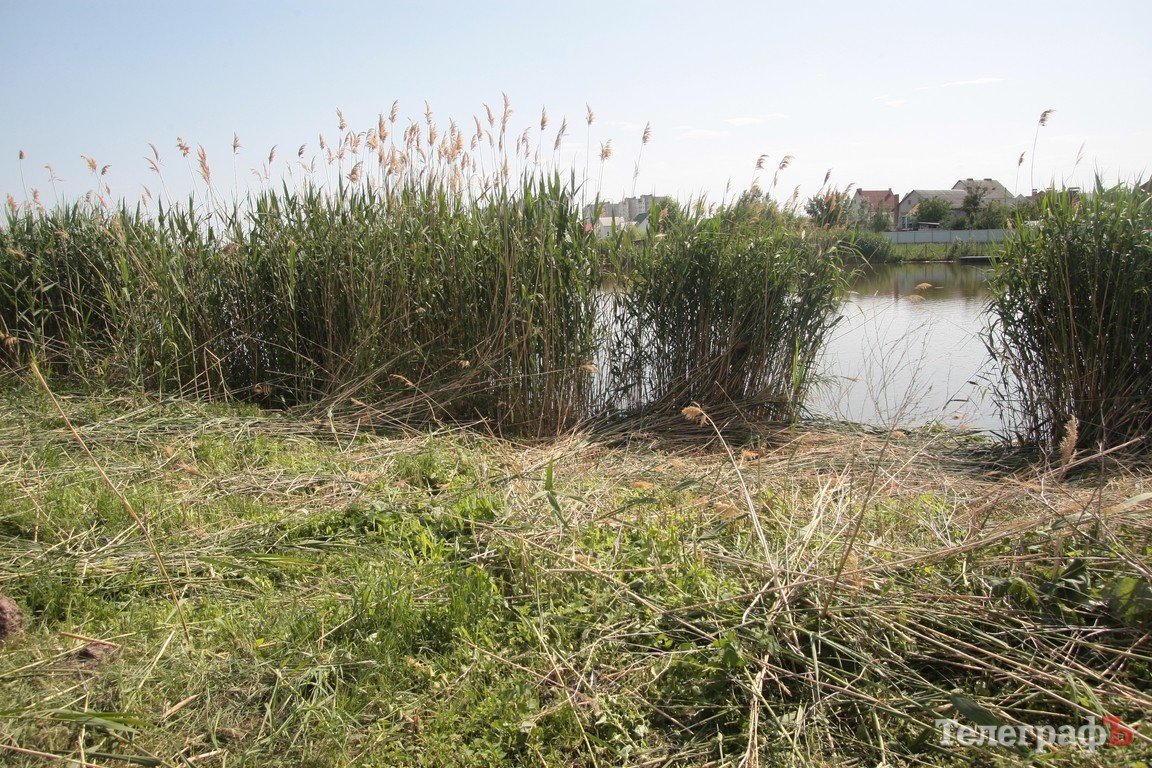 Кременчужане обеспокоены тем, что коммунальники потревожили уток (ФОТО) Кременчужане обеспокоены тем, что коммунальники потревожили уток (ФОТО)