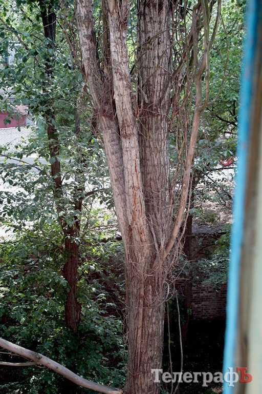 Падающее на дом дерево снесут в следующем году (ФОТО) Падающее на дом дерево снесут в следующем году (ФОТО)