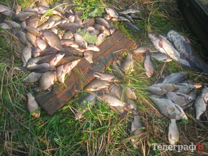 Операция "Нерест" - 1,5 тонны незаконно добытой рыбы Операция "Нерест" - 1,5 тонны незаконно добытой рыбы