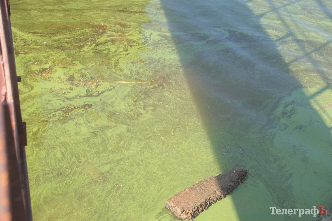 В Днепре начала гибнуть рыба (ФОТО) В Днепре начала гибнуть рыба (ФОТО)