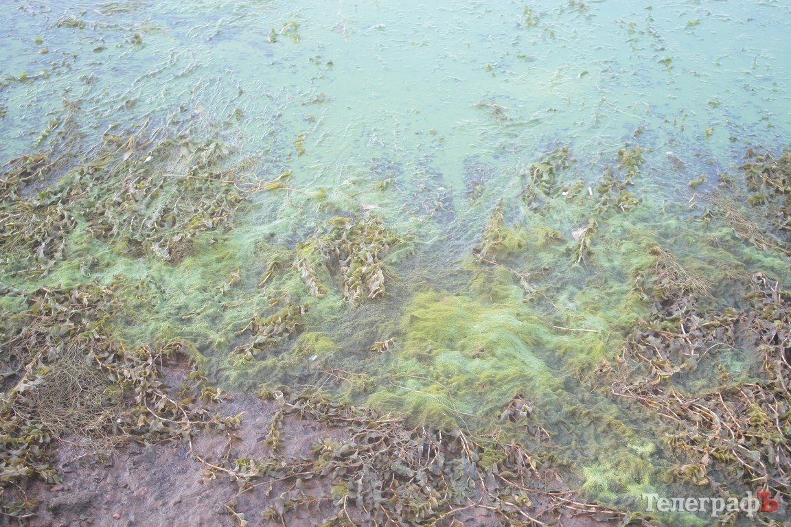 В Днепре начала гибнуть рыба (ФОТО) В Днепре начала гибнуть рыба (ФОТО)