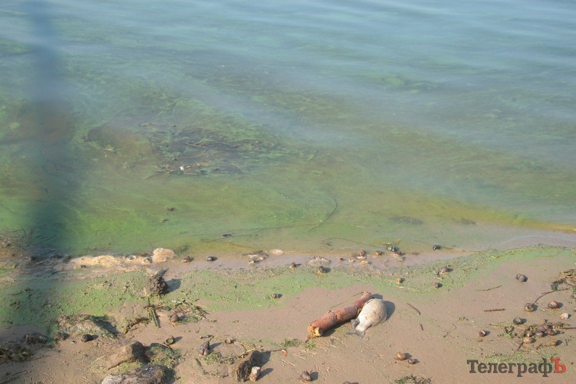 В Днепре начала гибнуть рыба (ФОТО) В Днепре начала гибнуть рыба (ФОТО)