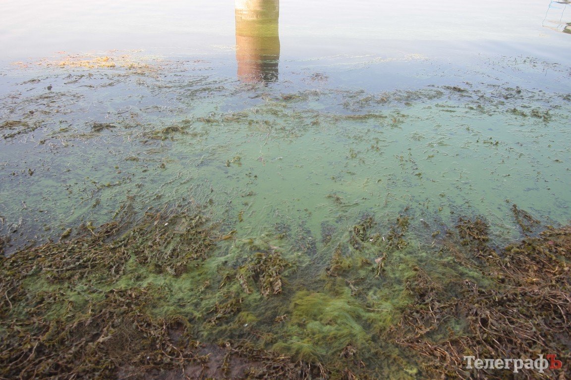 В Днепре начала гибнуть рыба (ФОТО) В Днепре начала гибнуть рыба (ФОТО)