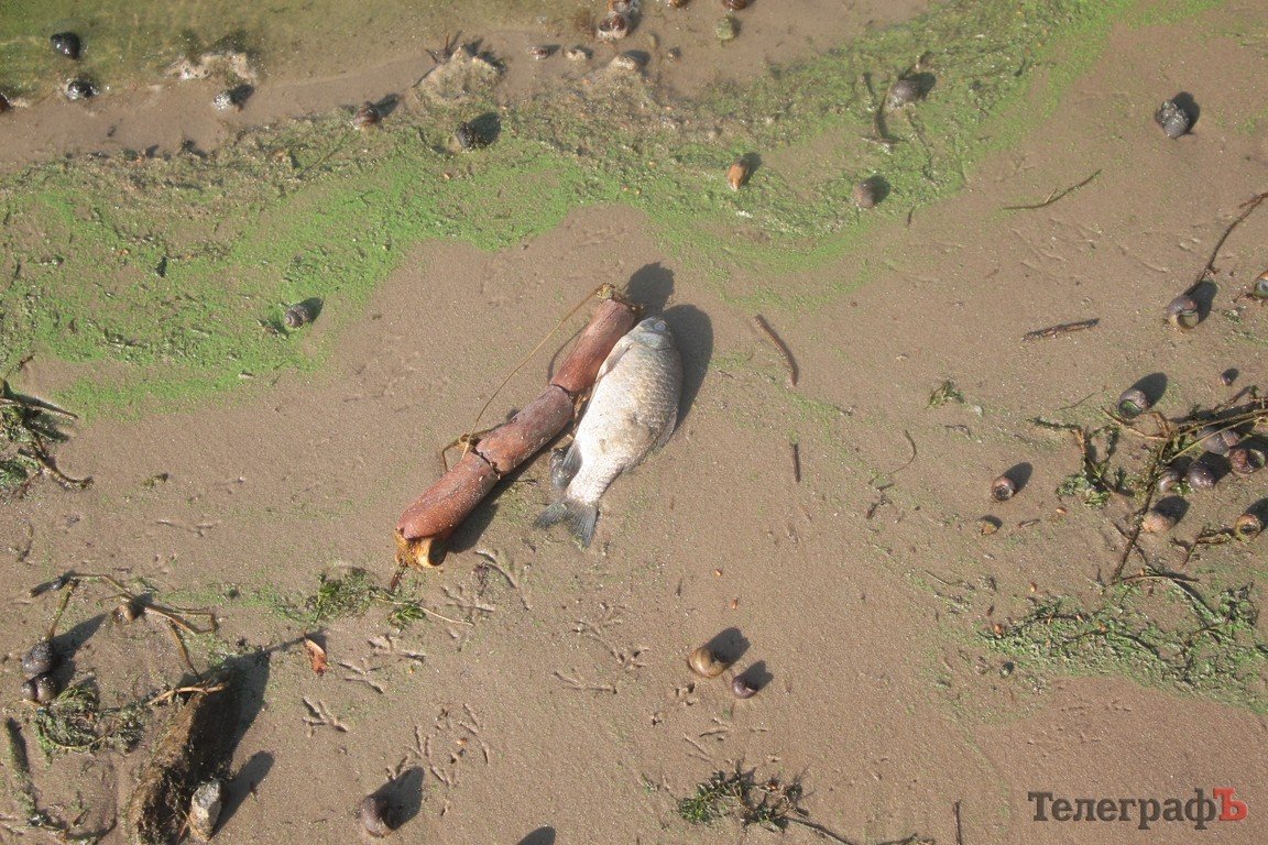 В Днепре начала гибнуть рыба (ФОТО) В Днепре начала гибнуть рыба (ФОТО)