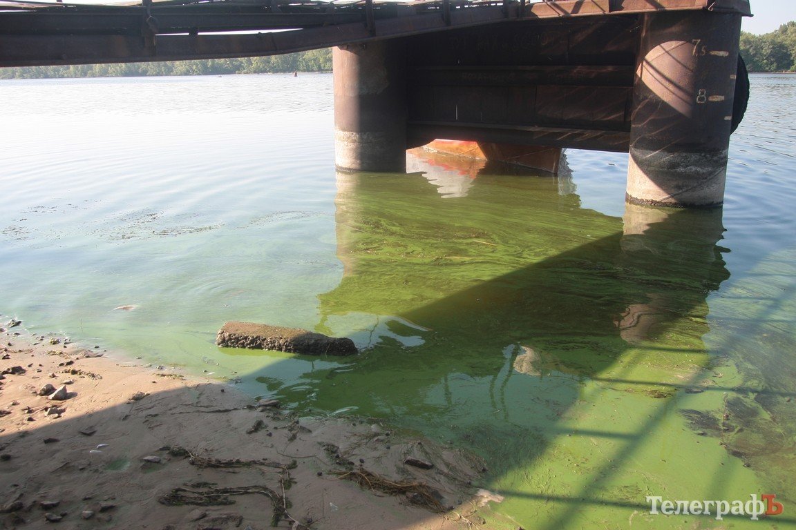 В Днепре начала гибнуть рыба (ФОТО) В Днепре начала гибнуть рыба (ФОТО)