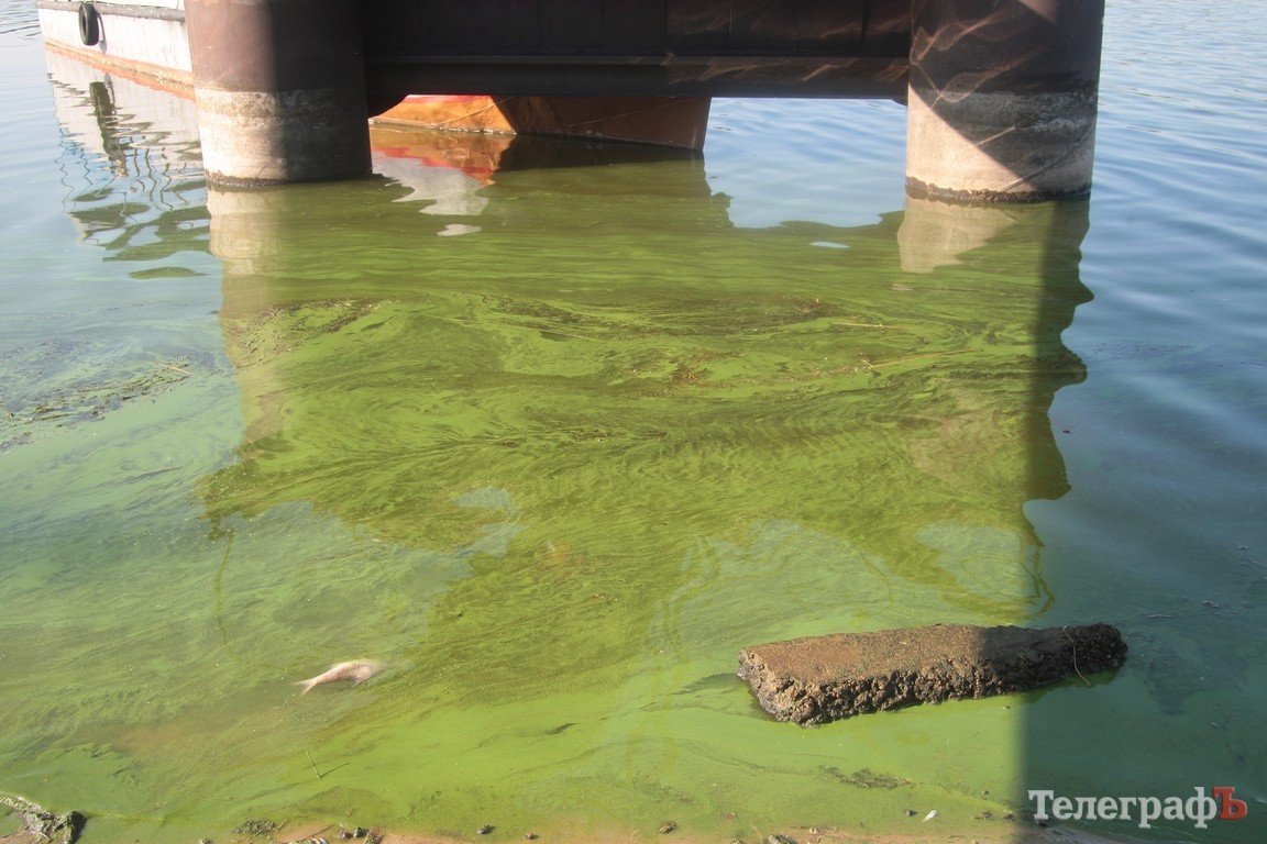 В Днепре начала гибнуть рыба (ФОТО) В Днепре начала гибнуть рыба (ФОТО)