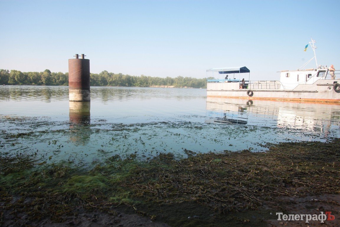 В Днепре начала гибнуть рыба (ФОТО) В Днепре начала гибнуть рыба (ФОТО)