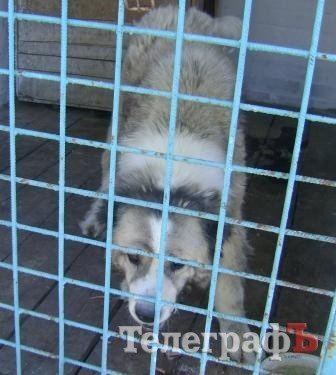 Такса в ошейнике Такса в ошейнике