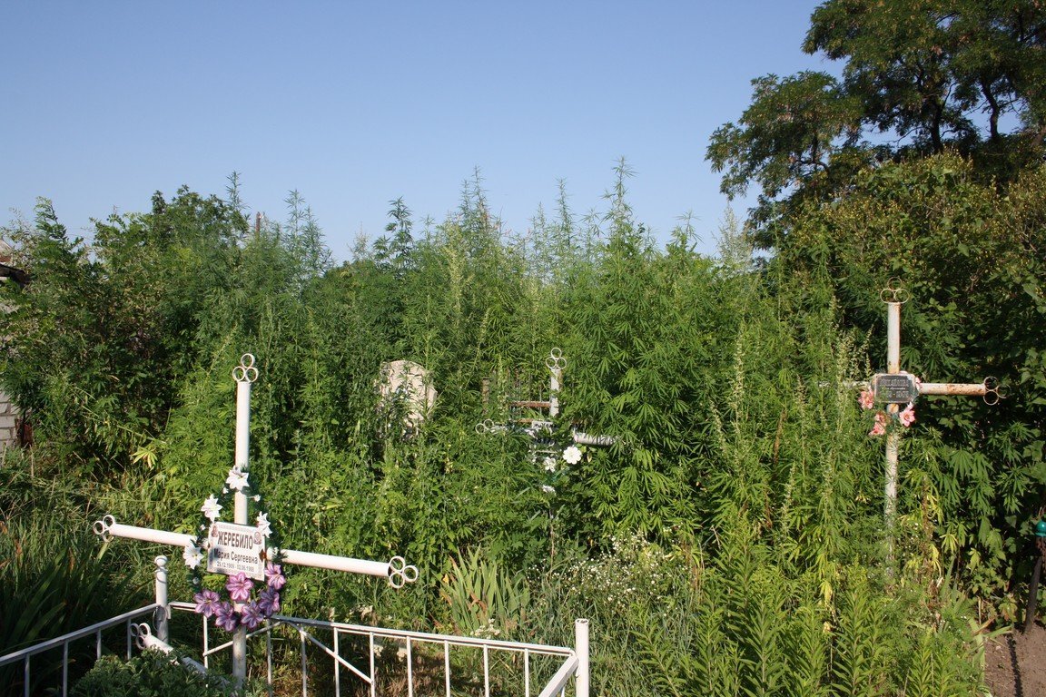 Милиция Кременчуга на кладбище обнаружила посевы конопли Милиция Кременчуга на кладбище обнаружила посевы конопли