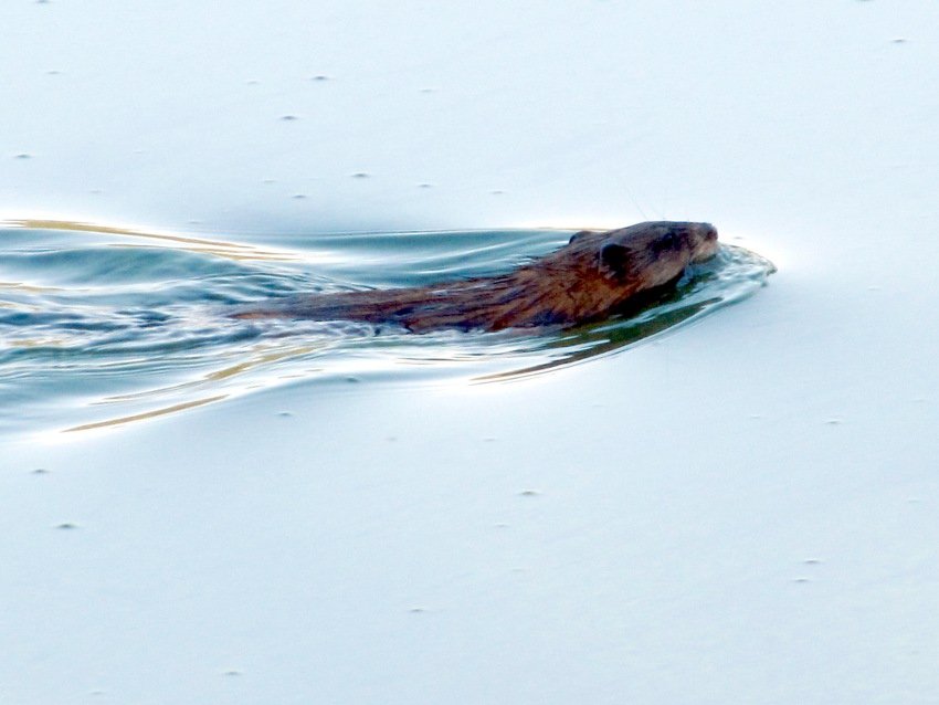 7 днів на кременчуцьких островах жила жінка-науковець 7 днів на кременчуцьких островах жила жінка-науковець