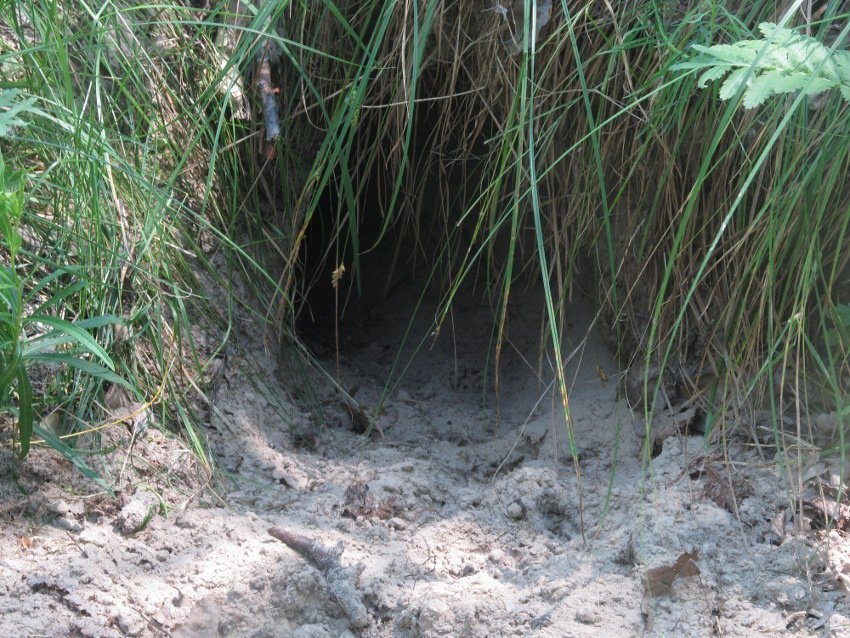 7 днів на кременчуцьких островах жила жінка-науковець 7 днів на кременчуцьких островах жила жінка-науковець