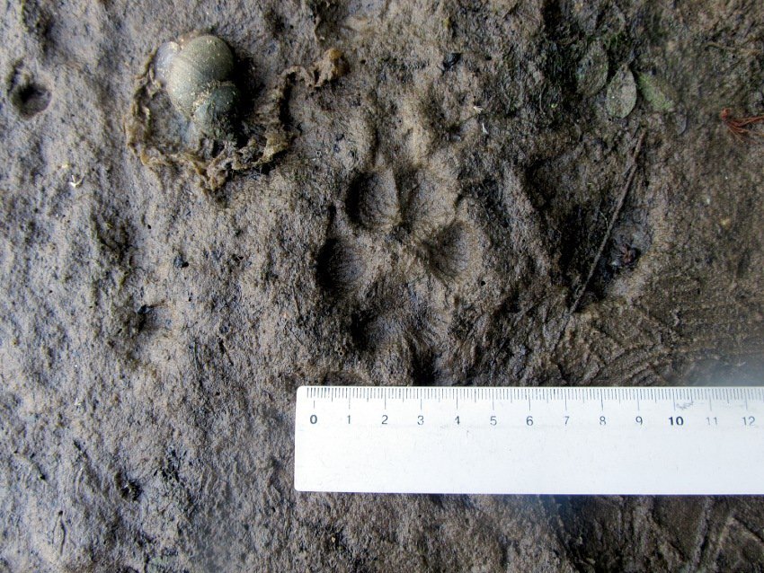 7 днів на кременчуцьких островах жила жінка-науковець 7 днів на кременчуцьких островах жила жінка-науковець