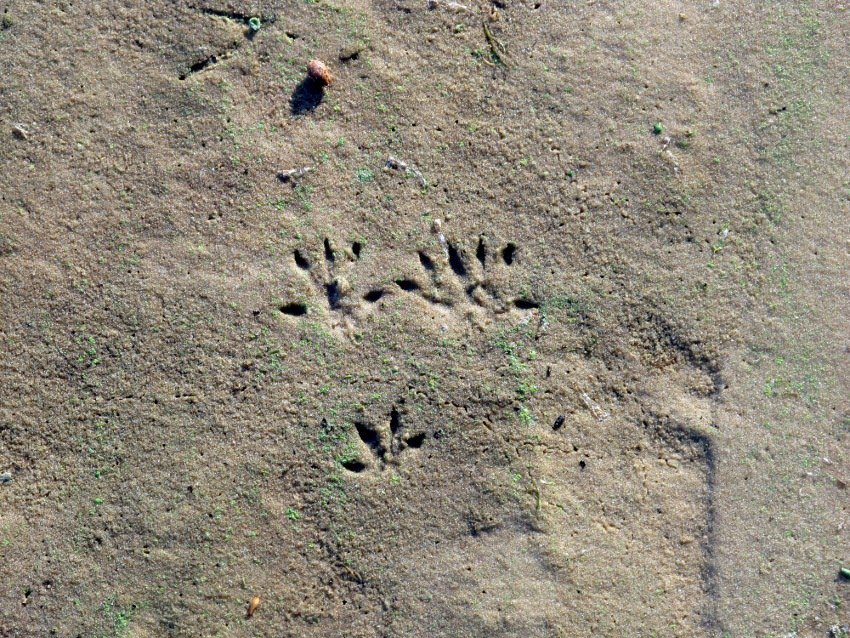 7 днів на кременчуцьких островах жила жінка-науковець 7 днів на кременчуцьких островах жила жінка-науковець