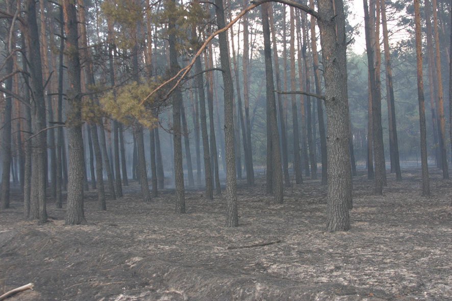 На Полтавщине сгорело 22 гектара леса (ФОТО) На Полтавщине сгорело 22 гектара леса (ФОТО)