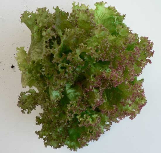 Пройдемся по зелени Пройдемся по зелени