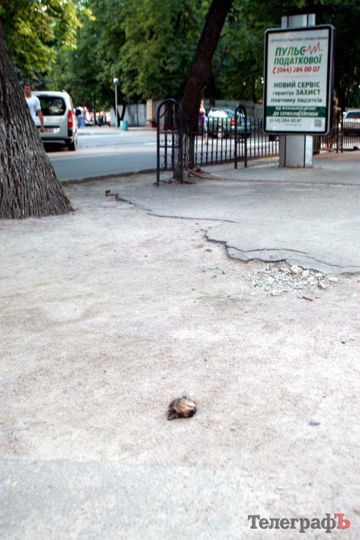 В центре Кременчуга нашли отрезанную голову кота В центре Кременчуга нашли отрезанную голову кота