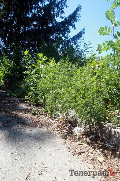Кременчуг начал зарастать амброзией (ФОТО) Кременчуг начал зарастать амброзией (ФОТО)