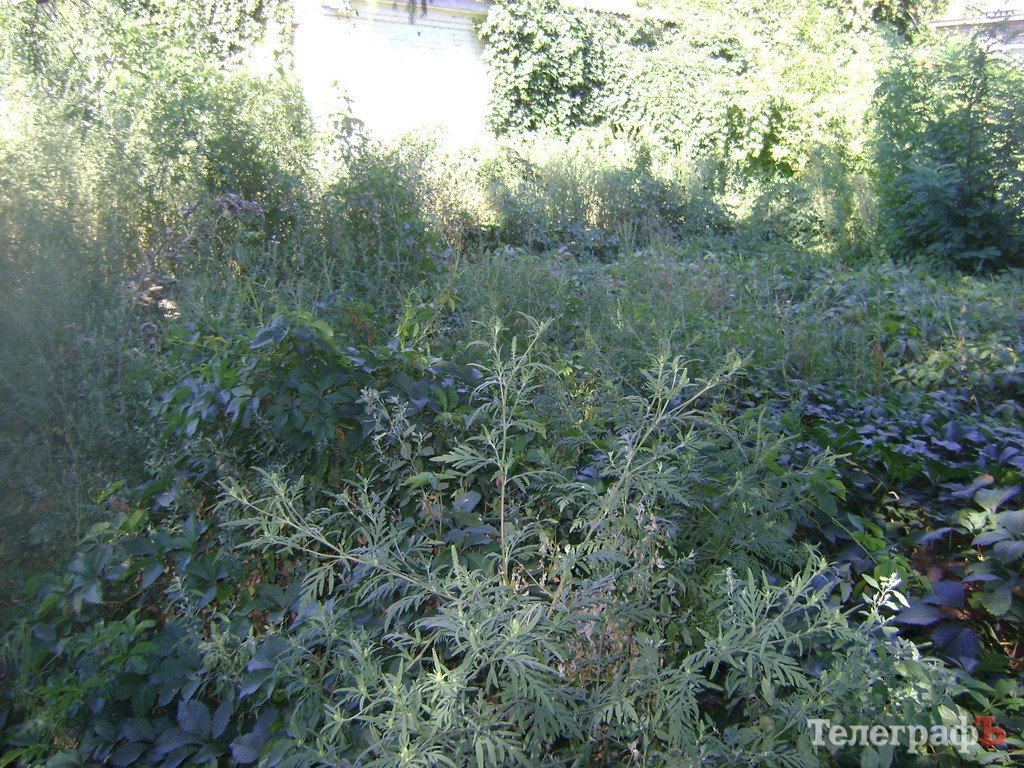 В Кременчуге воспитанников детсада травят амброзией В Кременчуге воспитанников детсада травят амброзией