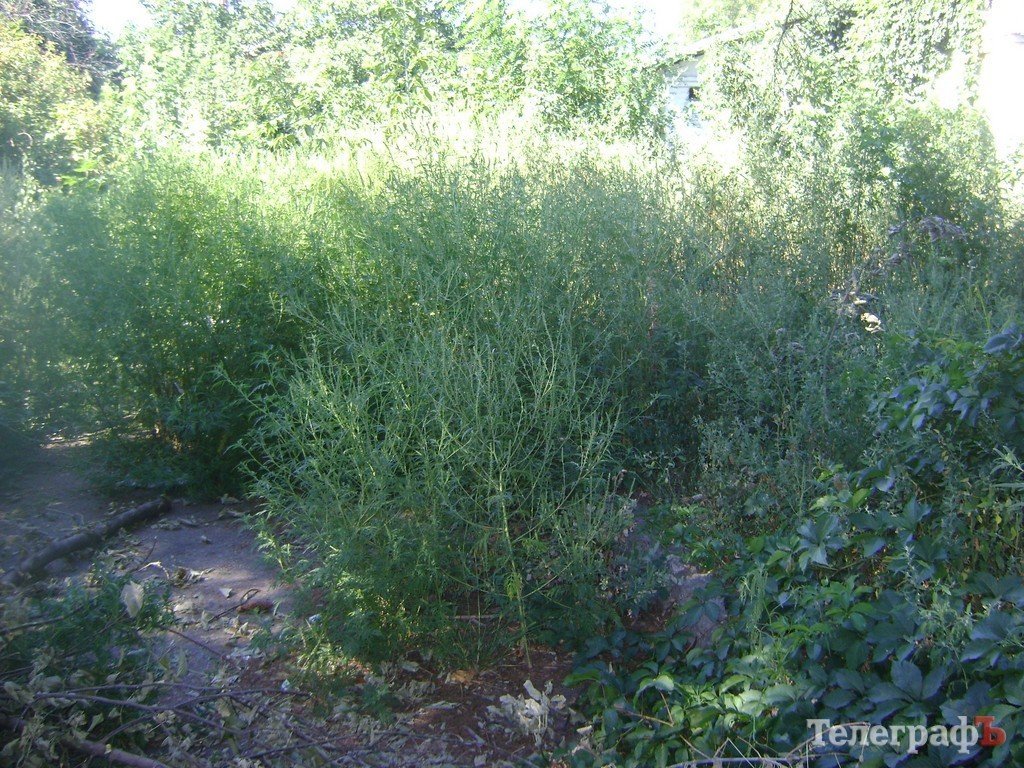 В Кременчуге воспитанников детсада травят амброзией В Кременчуге воспитанников детсада травят амброзией