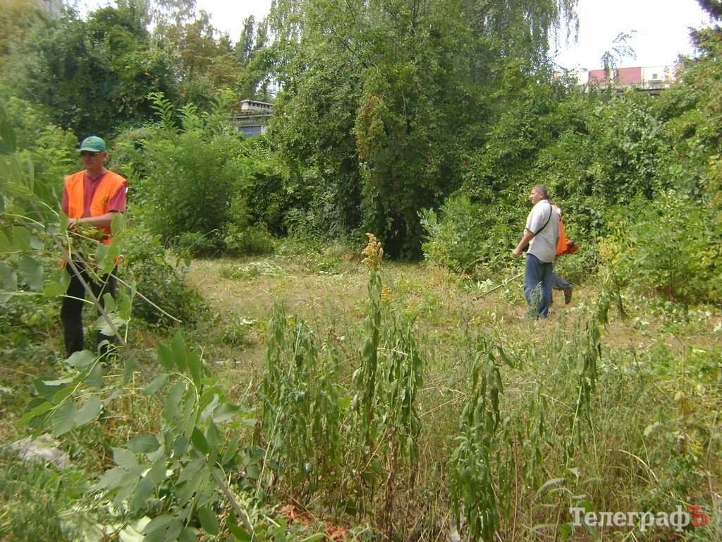 Власти Кременчуга отреагировали на критику: амброзию возле детсада уже косят Власти Кременчуга отреагировали на критику: амброзию возле детсада уже косят