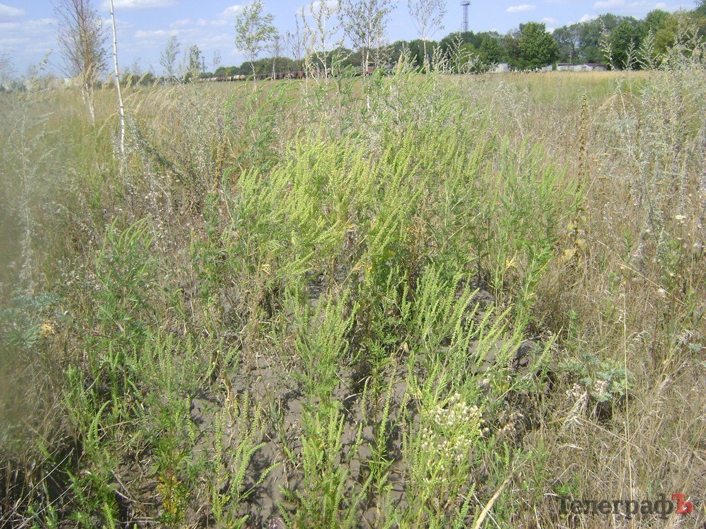 Парк для коров в Кременчуге, или «поле чудес», где закапывают бюджетные деньги (ФОТО) Парк для коров в Кременчуге, или «поле чудес», где закапывают бюджетные деньги (ФОТО)