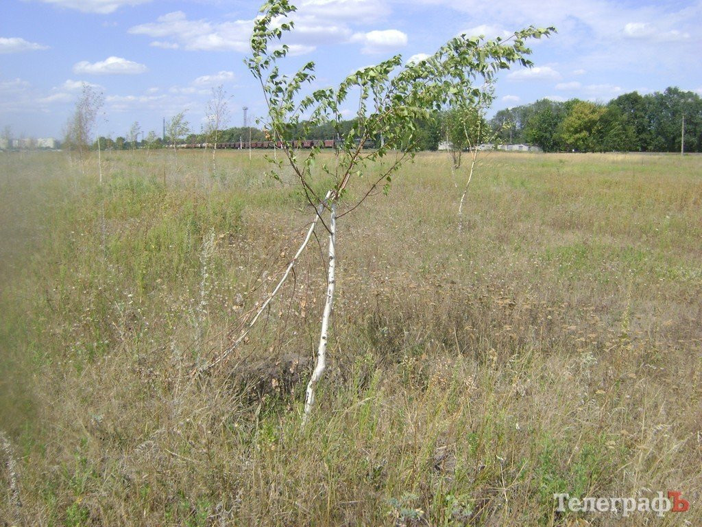 Парк для коров в Кременчуге, или «поле чудес», где закапывают бюджетные деньги (ФОТО) Парк для коров в Кременчуге, или «поле чудес», где закапывают бюджетные деньги (ФОТО)