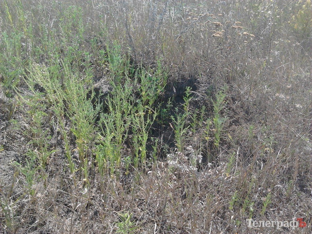 Парк для коров в Кременчуге, или «поле чудес», где закапывают бюджетные деньги (ФОТО) Парк для коров в Кременчуге, или «поле чудес», где закапывают бюджетные деньги (ФОТО)