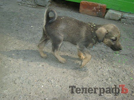 Пальма Пальма