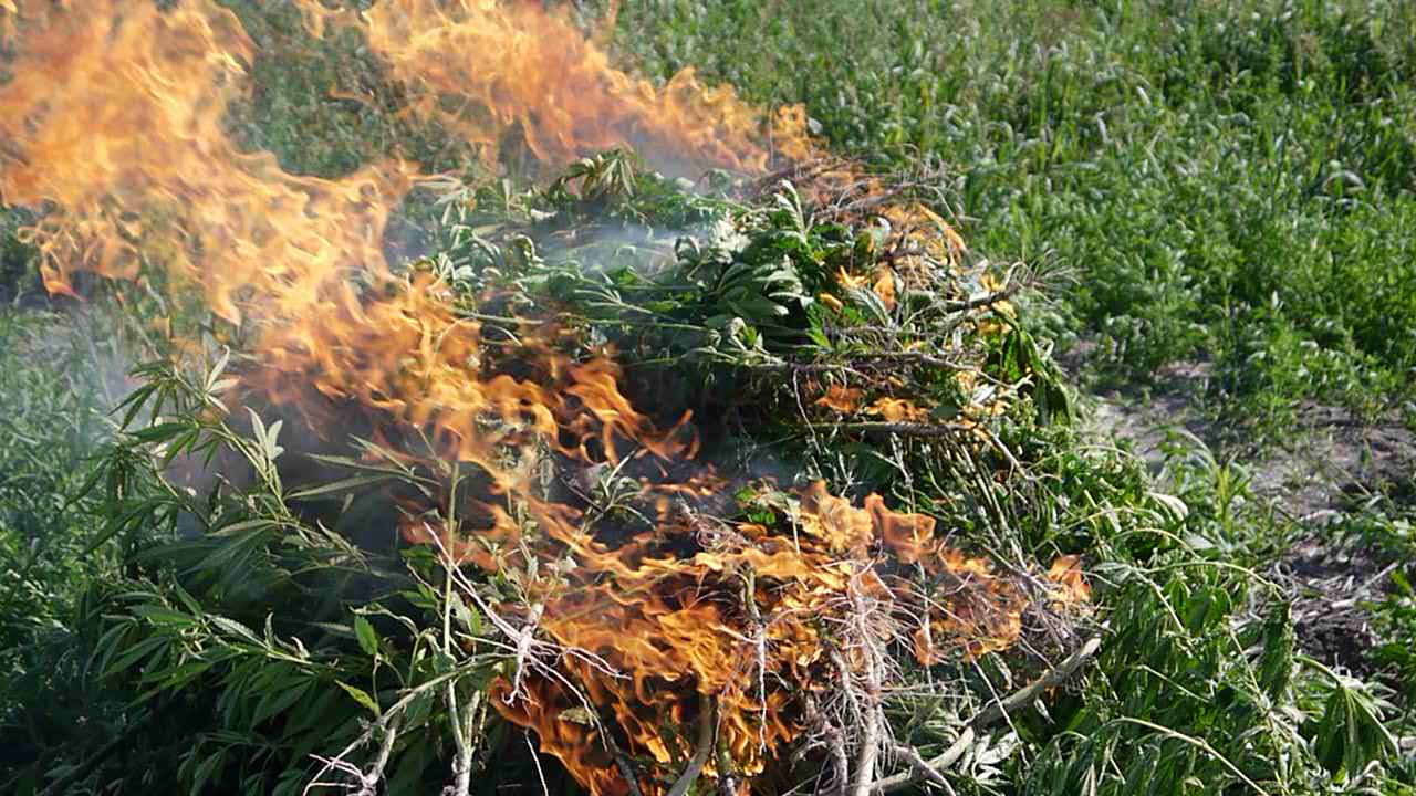 На Полтавщине уничтожили 1,5 гектара посевов конопли (ФОТО) На Полтавщине уничтожили 1,5 гектара посевов конопли (ФОТО)